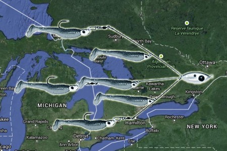 Four hooks legal fishing the Alabama Rig in Ontario