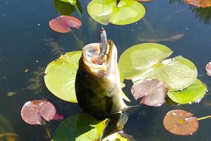 New York Study Shows No Spring Bass Fishing Change